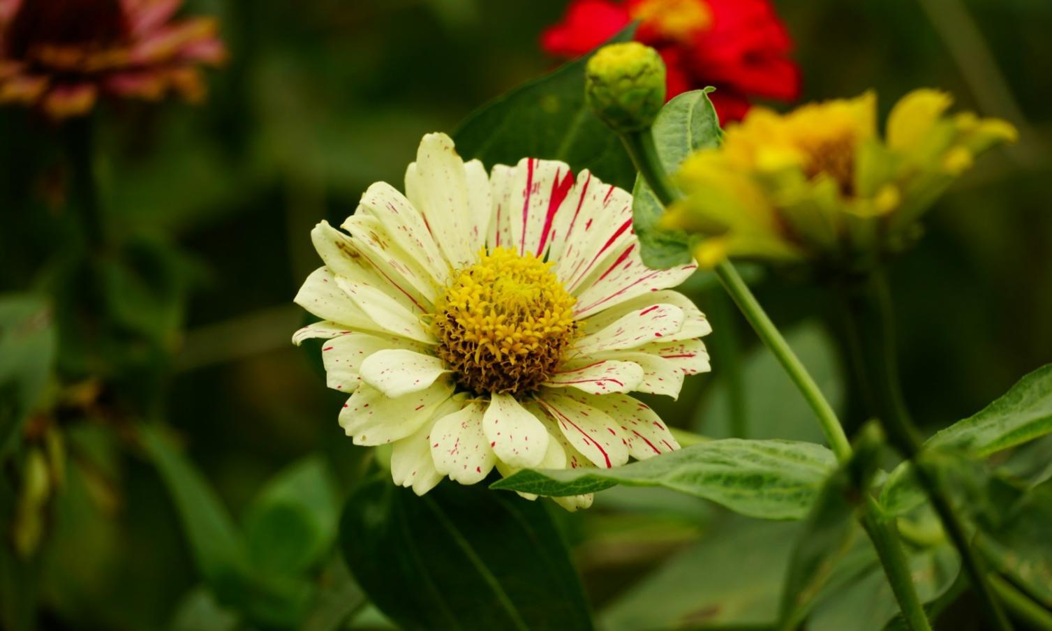 Процесс создания индивидуальной флористической композиции в мастерской